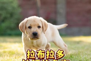 小狗缺钙症状及预防方法（揭秘小狗缺钙的症状与解决方案）