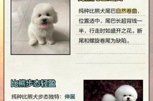 比熊饲养之道（掌握比熊饲养技巧，打造健康快乐的比熊生活）
