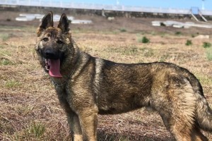 警犬的品种特点与应用（以德国牧羊犬和比利时马林犬为主的警犬品种及其工作能力分析）