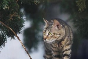 猫界中的哈士奇（揭秘五种猫中的傻傻猫品种，你养过吗？）