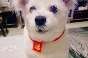狗狗死后的科学处理方式（以科学依据为基础的狗狗后事处理方法）