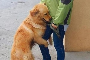 金毛狗狗毛色不均匀，如何改善？（科学饮食让金毛毛色更均匀，）