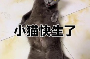 猫的怀孕周期及繁殖频率（探究猫咪的生育周期和怀孕间隔时间）