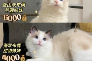 山猫布偶猫的价格及纹路与基因的关系（探索山猫布偶猫价格背后的因素以及纹路与基因的密切关联）