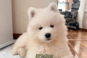 萨摩耶犬（了解萨摩耶犬的价格、如何购买以及注意事项）