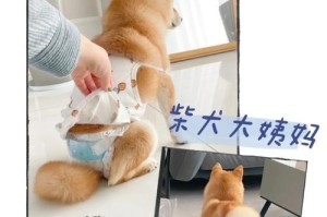 泰迪生产后多久来月经的周期及特点研究