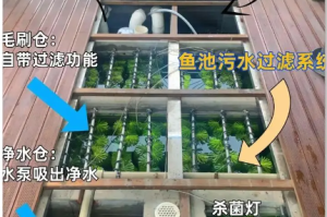 淡水鱼缸过滤系统的选择（外置过滤器 vs 内置过滤器）