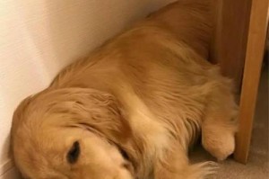 提高金毛犬抵抗力的8种食物（营养丰富的食物是金毛犬健康的关键）