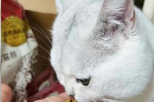 以小扔猫吃什么猫粮好（为你的宠物猫选择最佳饮食）