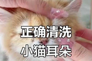 猫咪耳朵清理的正确方法（掌握猫咪耳朵清理频率，避免耳朵问题困扰）