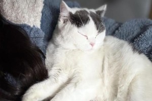 猫咪出生多久拉粑粑？（了解猫咪排便发育的时间表）