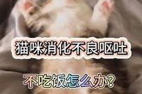猫吃多了呕吐，如何处理？（药物治疗与饮食调整的两大方案！）