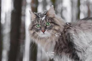 盘点30种知名猫咪（探索猫咪世界的奇妙多样性，认识不同品种的猫咪。）