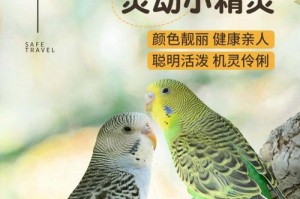 虎皮鹦鹉的敏感性及其对寿命的影响（虎皮鹦鹉的保健需注意什么？）