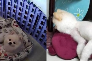 狗怀孕呕吐物的特征及处理方法（了解狗怀孕期的呕吐物，保护母犬和胎儿健康）