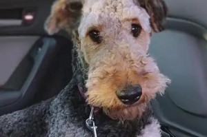 犬类奇趣多，忠诚万分（探索犬类世界的种种魅力与智慧）