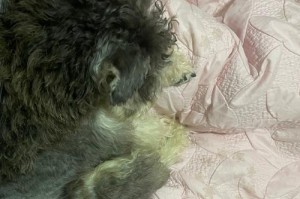 雪纳瑞出生多久能洗澡？（新生儿犬洗澡注意事项）