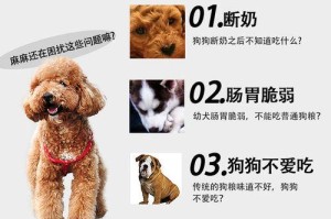 奶糕泰迪吃多久合适？（探究奶糕泰迪宠物的饮食时间）