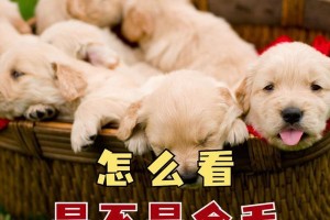 金毛的标准体重及判断胖瘦的标准（了解金毛的理想体重和判断方式，保持宠物的健康状态）