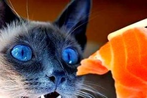 猫咪最爱吃的肉类排名，鸡胸肉绝对C位！（揭秘猫咪的口味偏好与营养需求）