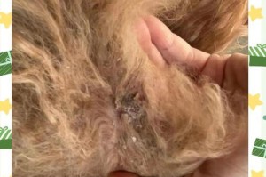 探究狗狗皮肤病的成因（深入了解引发狗狗皮肤病的原因及应对方法）