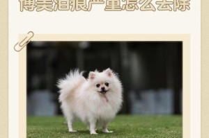 如何照顾幼犬博美（细心呵护让博美宝贝健康成长）