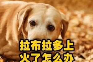 狗狗热气上火怎么办？养宠专家告诉你吃什么好！（解读狗狗热气上火的原因及饮食调理方法）