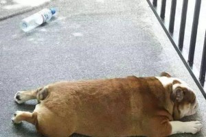 金毛犬重暑症状及防治方法（如何识别金毛犬重暑症状及保护措施）
