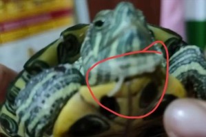 如何应对巴西红耳龟不吃任何食物的问题？（解决巴西红耳龟饮食困扰的有效方法与建议）