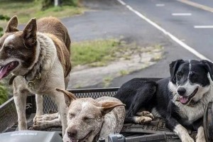 狗吃了巧克力，会有什么后果？（狗吃巧克力的影响及处理方法）