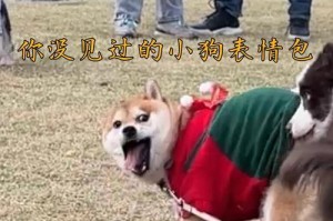 小狗的动作语言揭示情绪内涵（通过小狗的动作了解其情感状态）