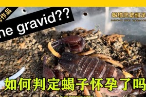 蝎子的食物及新手喂养指南（了解蝎子的食物需求，为新手提供喂养建议）
