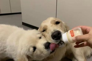 以幼仔狗喂什么？（给幼仔狗提供适宜的饮食是它们健康成长的关键）