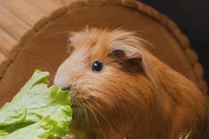 荷兰猪的蔬菜饮食和寿命（了解荷兰猪的膳食需求和预期寿命，为宠物提供适当的食物）