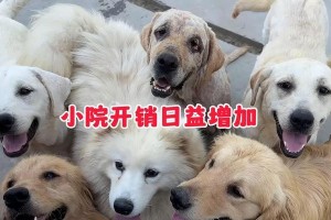 养狗狗开销大不大？（探究养狗的经济负担及节约技巧）