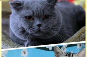 英短与美短的区别是什么？（探索两大猫种的特点和区别）