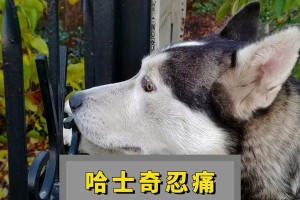 探究哈士奇高昂价格的五大因素（解密哈士奇价格的背后原因，了解它们为何如此昂贵）