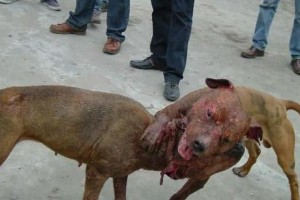 斗犬为什么好斗？（探究斗犬种类的好斗本能及其背后的原因）