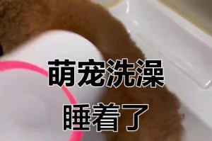 狗狗新抱回家后多久可以洗澡？（洗澡时间的重要性及正确的洗澡方法）
