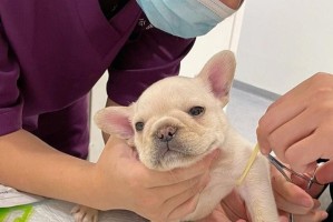 法斗价格分析与趋势预测（揭秘法斗市场，了解价格波动）