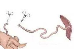 狗崽子脐带出血的急救方法（如何处理狗崽子脐带出血？）