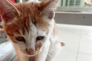 猫咪舔脏爪子没事吗？（了解猫咪为什么喜欢舔脏爪子及其影响）