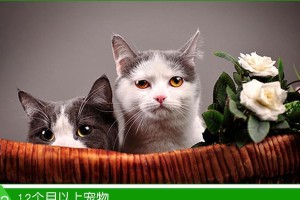 宠物献血前的准备工作（关爱需要献血的猫狗，做好准备保障安全）