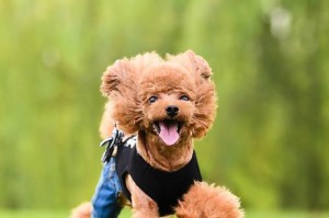 泰迪狗的独特站立行走方式（探索泰迪狗站着走路的奥秘）