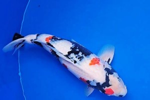 高温观赏鱼的生存能力及适应性探究（解析高温环境对观赏鱼生存的影响及应对策略）