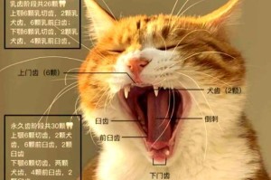 猫咪口腔健康之探讨（成年猫咪口腔保健的关键因素及每次刷牙的时间间隔）