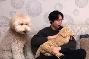 贵宾犬饲养指南（了解贵宾犬的特点与需求，让你成为贴心主人）