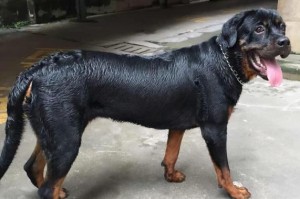 以罗威纳犬的缺点及应对之道（了解以罗威纳犬的缺点，让你成为贴心的主人）