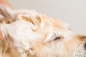 金毛犬第一胎的重要注意事项（为您的金毛宝宝提供全面照顾）