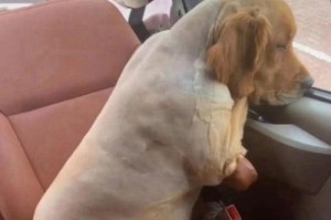 哪种狗掉毛最严重？（揭秘掉毛犬种及原因）